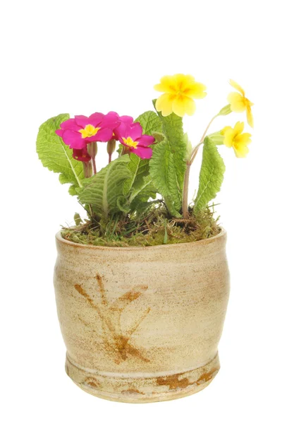 Primroses in a pot — Stock Photo, Image