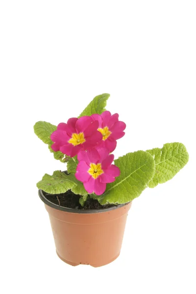 Scarlet primrose — Stock Photo, Image