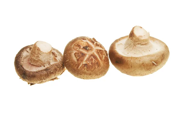 Tři houby — Stock fotografie