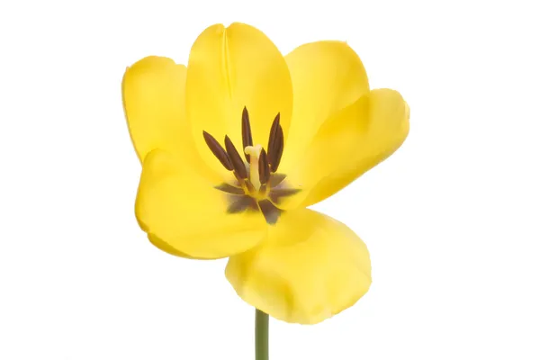 Primo piano del tulipano — Foto Stock