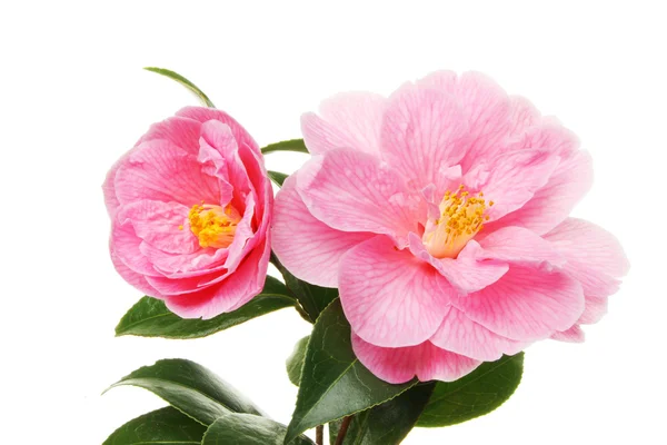 Twee camellia bloemen — Stockfoto