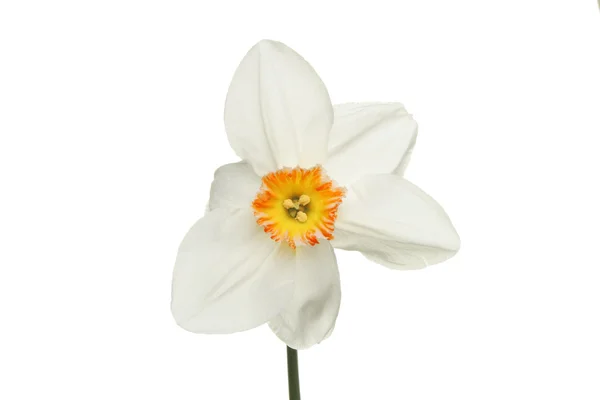 White daffodil — Stock Photo, Image