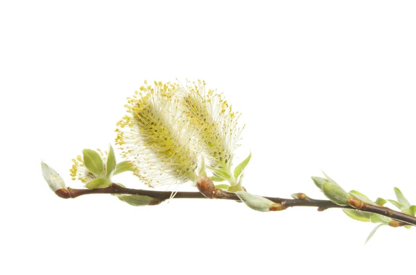 버드 나무 꽃 봉 오리 — 스톡 사진