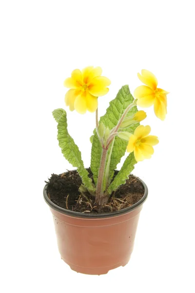 Gul primrose — Stockfoto