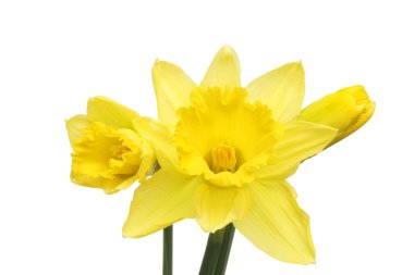 Nergis çiçeği ve tomurcuklar