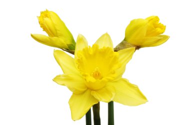 Nergis çiçeği ve tomurcuklar