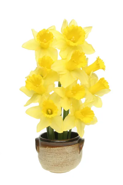 Arranjo daffodil — Fotografia de Stock