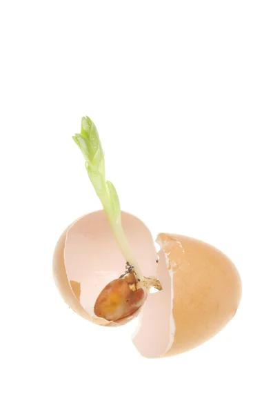 Young plant in an egg — Stock Photo, Image