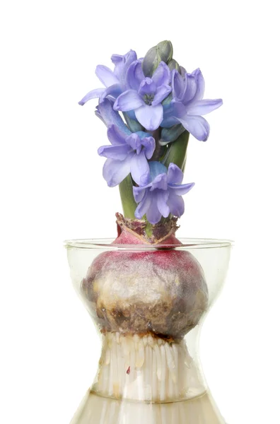 Blue hyacinth — Stock Photo, Image