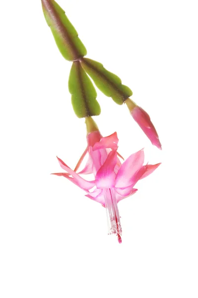 Easter cactus — Stock Photo, Image