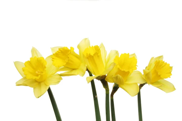 Spray of daffodils — Stock Photo, Image