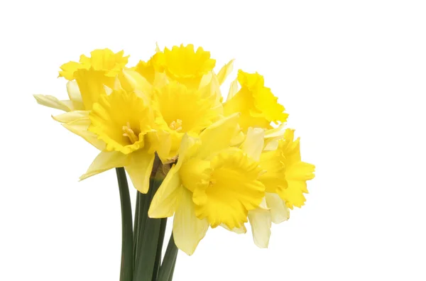 Bunch of daffodils — Stock Photo, Image