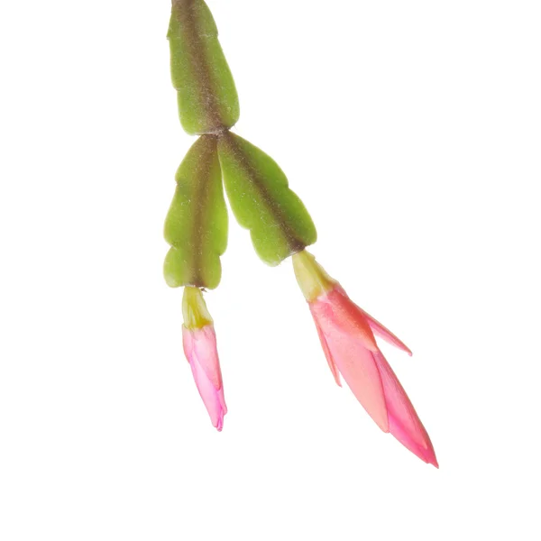 Easter cactus — Stock Photo, Image