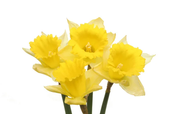 Daffodils dourados — Fotografia de Stock