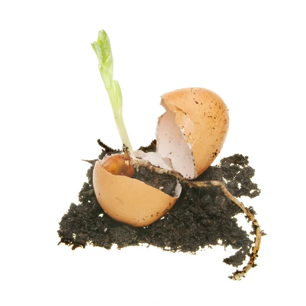 Seedling in egg — Stock Photo, Image
