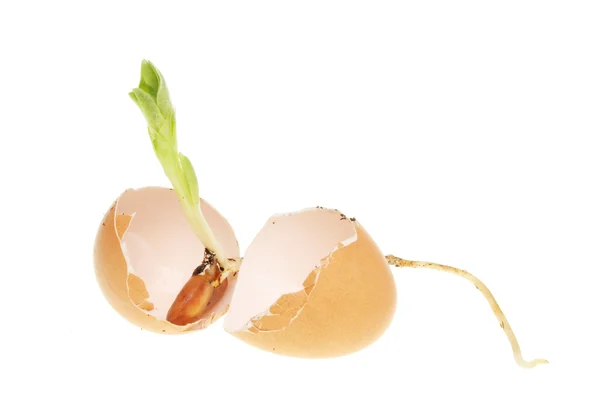 Seedling in egg — Stock Photo, Image