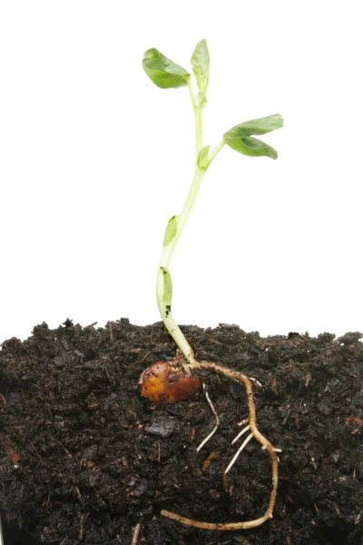 Seedling plant — Stock Photo, Image