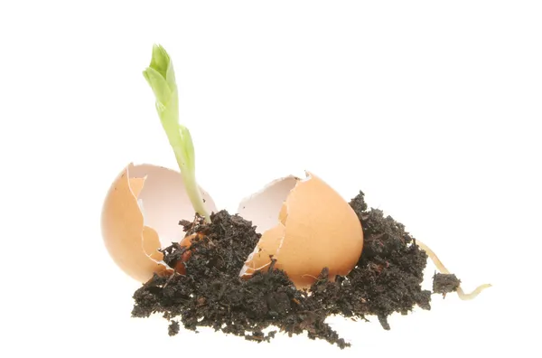Seedling and soil in an egg — Stock Photo, Image