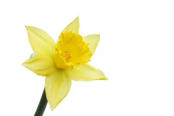 Flor de narciso única — Foto de Stock