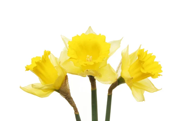 Three daffodils — Stock Photo, Image