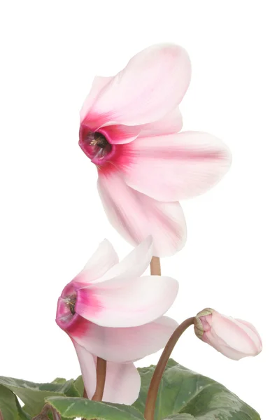 Cyclamen bloemen close-up — Stockfoto