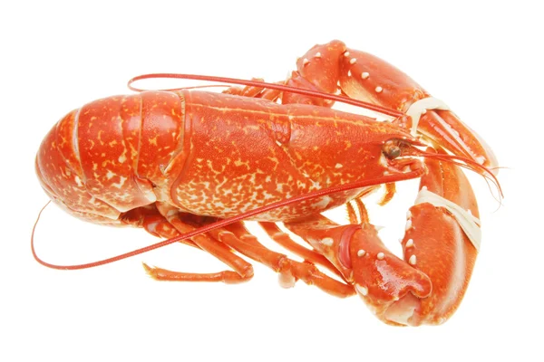 Cooked lobster — Stock Photo, Image