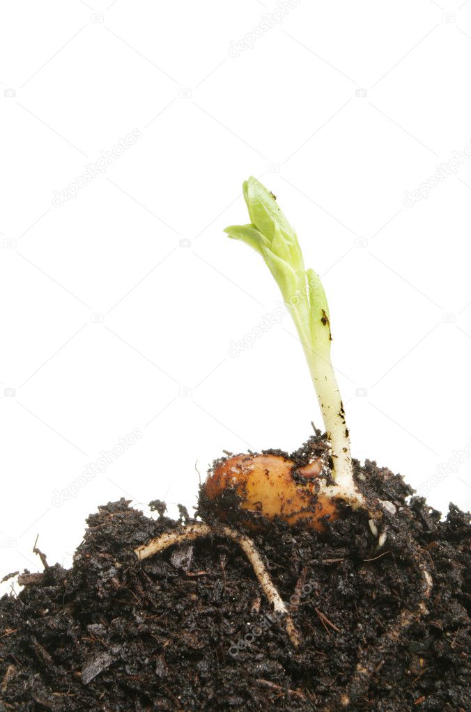 Bean seedling in soil