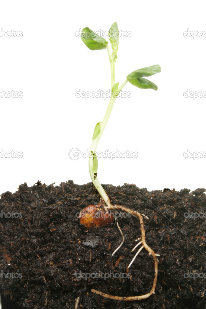 Seedling plant