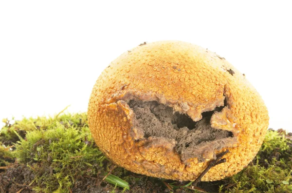 Puff ball fungi — Stock Photo, Image