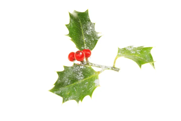 Holly with snow — Stock Photo, Image