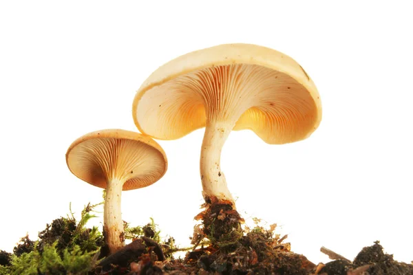 Toadstools viewed from below — Stock Photo, Image