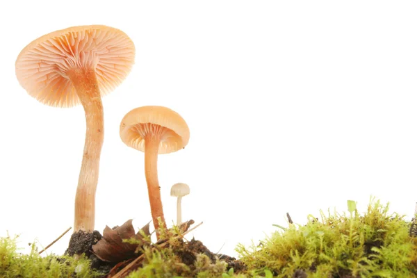 Toadstools gros plan — Photo