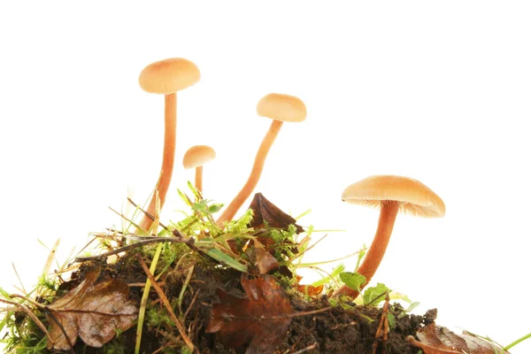 Toadstools — Stock fotografie