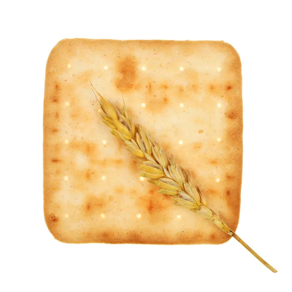 Cheese biscuit and wheat — Stock Photo, Image