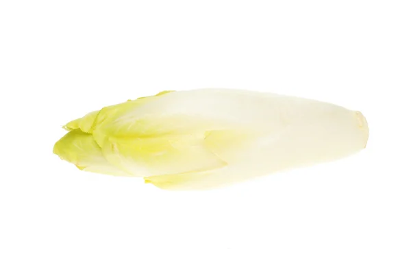 Chicory — Stock Photo, Image