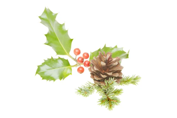 Sprig of holly and pine cone — Stock Photo, Image