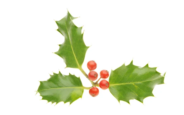 Holly sprig — Stock Photo, Image