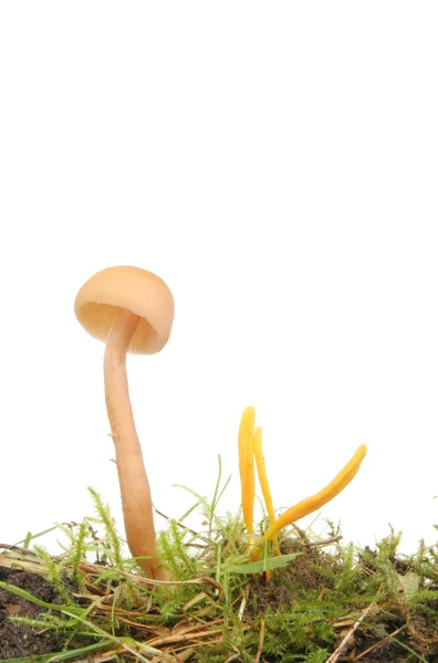 Piccolo sgabello e funghi — Foto Stock