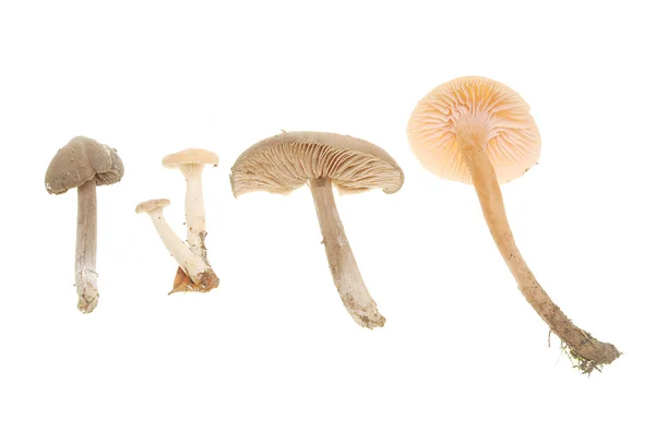 Groep van paddenstoel — Stockfoto