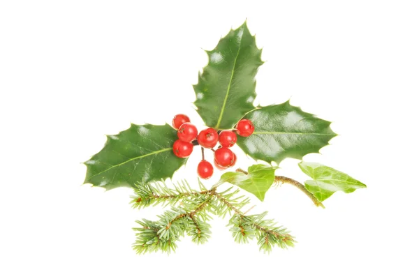 Holly ivy and pine needles — Stock Photo, Image