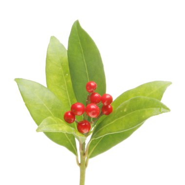 skimmia yaprak ve meyveleri