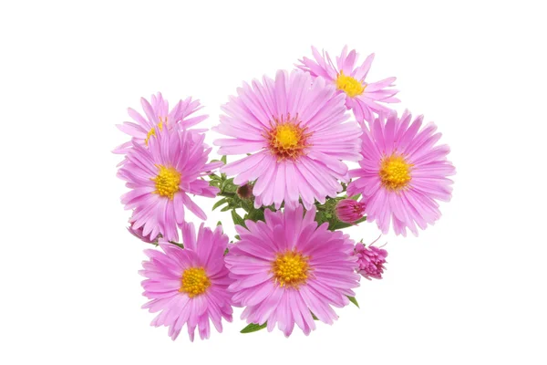 Michaelmas daisy flowers — Stock Photo, Image