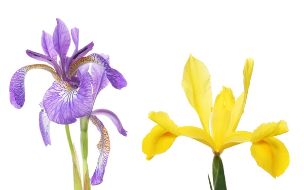 Fleurs iris bleues et jaunes — Photo