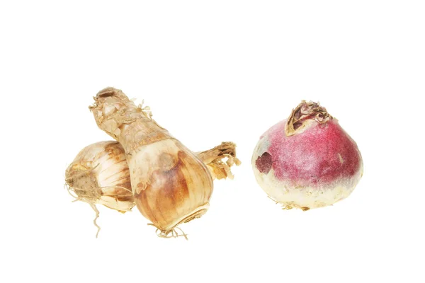 Nergis ve sümbül soğanları — Stok fotoğraf
