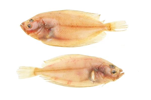 Dos Megrim lenguado flatfish — Foto de Stock