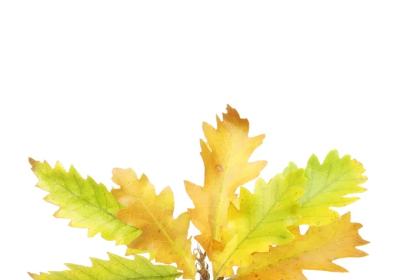 Spray of Autumn oak leaves — Stock Photo, Image