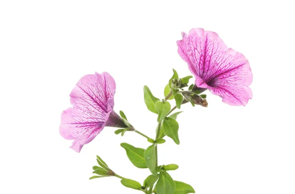 Petunia virág — Stock Fotó