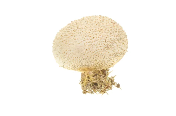 Fungos puffball — Fotografia de Stock