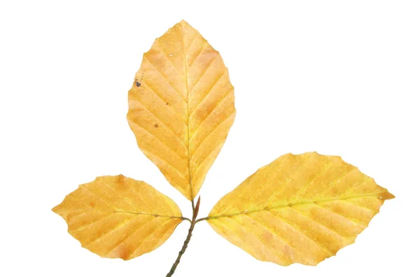 Jesienne liście bukowe — Zdjęcie stockowe
