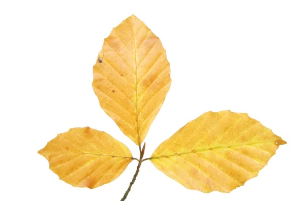 Autumn beech leaves — Stock Photo, Image